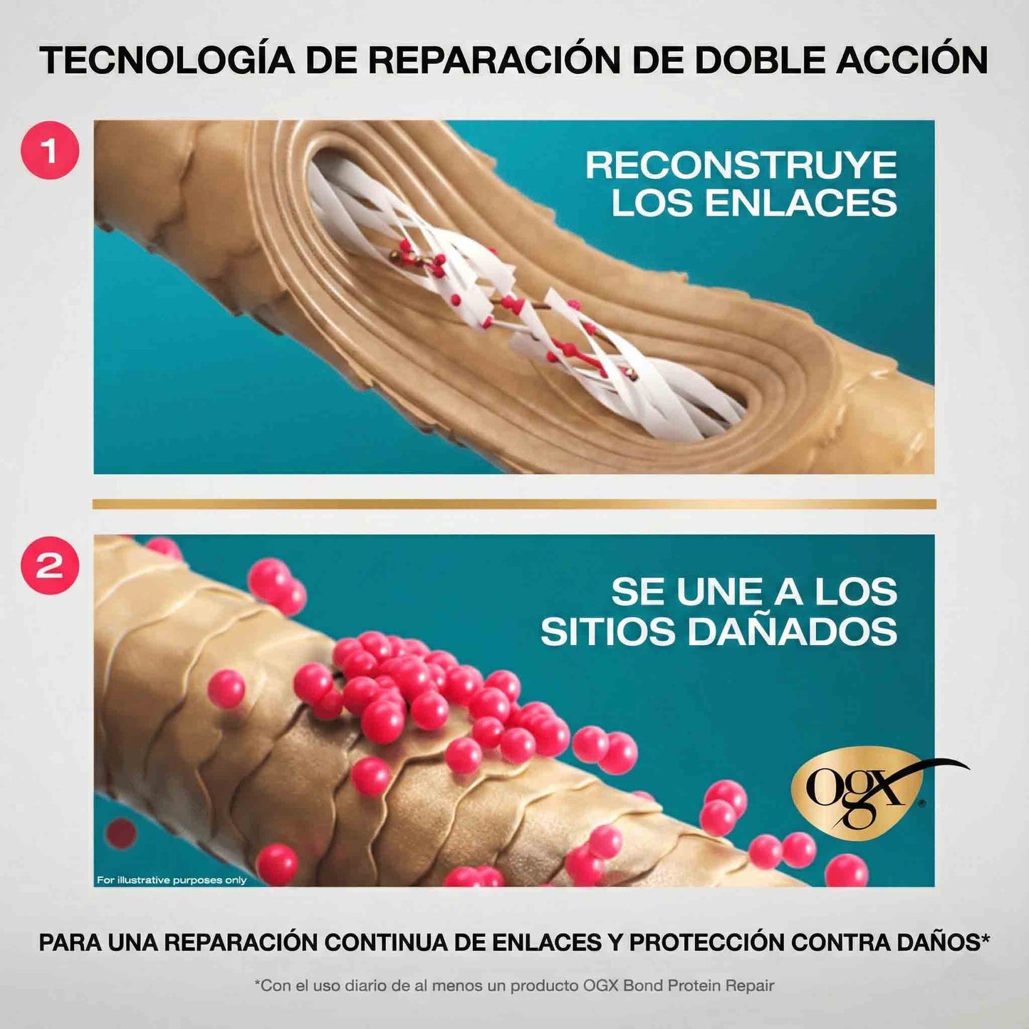 OGX Bond Protein Repair Aceite Capilar 3-in-1 Repair & Protect 50 ml
